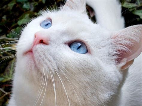 6 Unusual White Cats’ Health Problems .